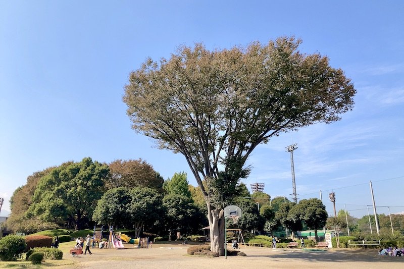「横山公園」の芝生広場