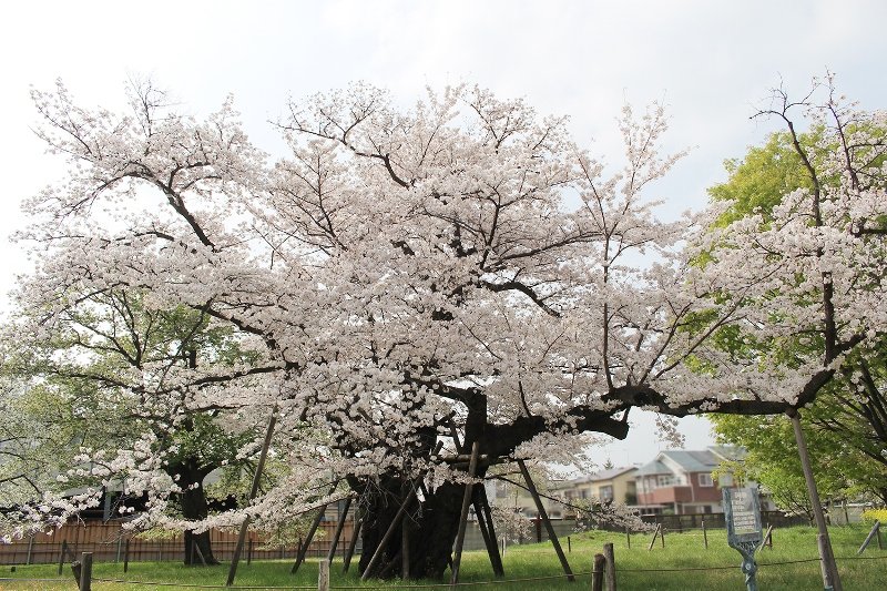 満開の「百年桜」（提供：相模女子大学）