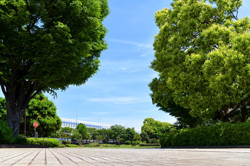 新杉田公園の緑は爽やかで気持ちがよい