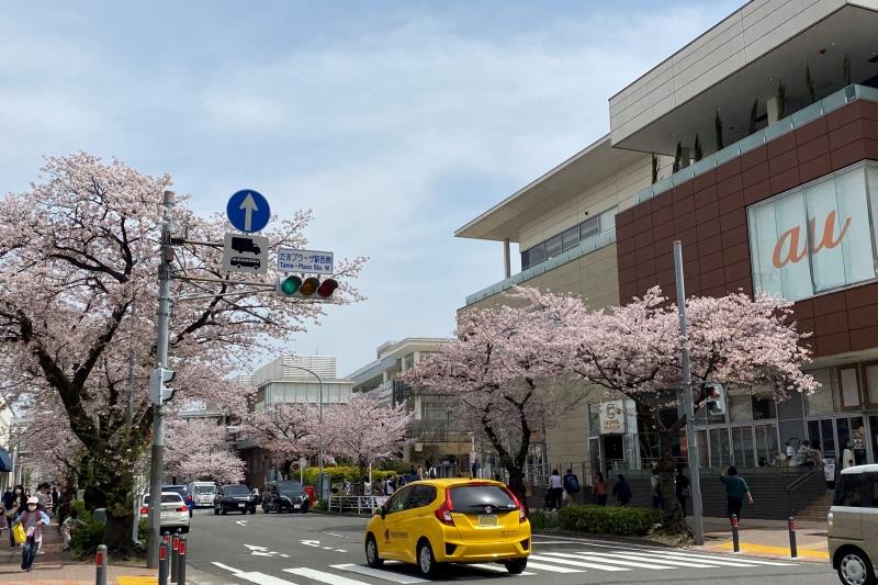 「たまプラーザ」駅前も桜が美しく咲く