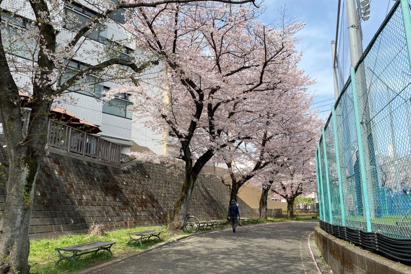 「國學院大學 たまプラーザキャンパス」沿いの桜並木