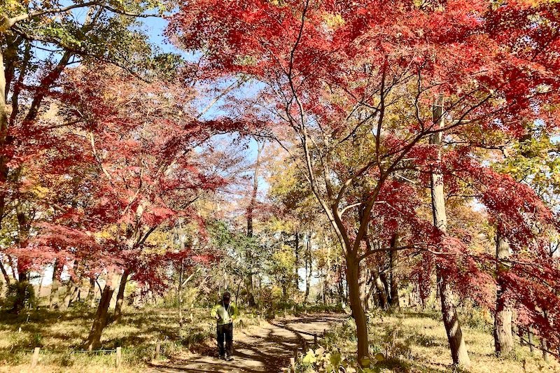 「中田中央公園」の美しい紅葉
