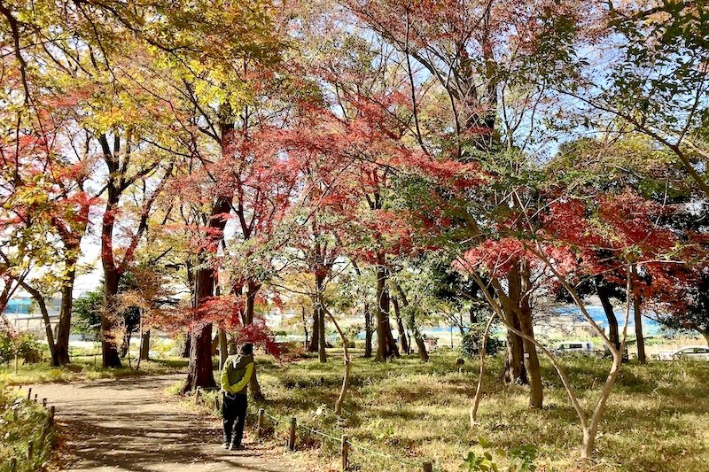 「中田中央公園」に広がる里山風の雑木林